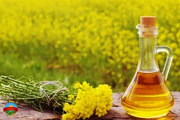 مقایسه ارزش غذایی روغن آفتابگردان با روغن کلزا